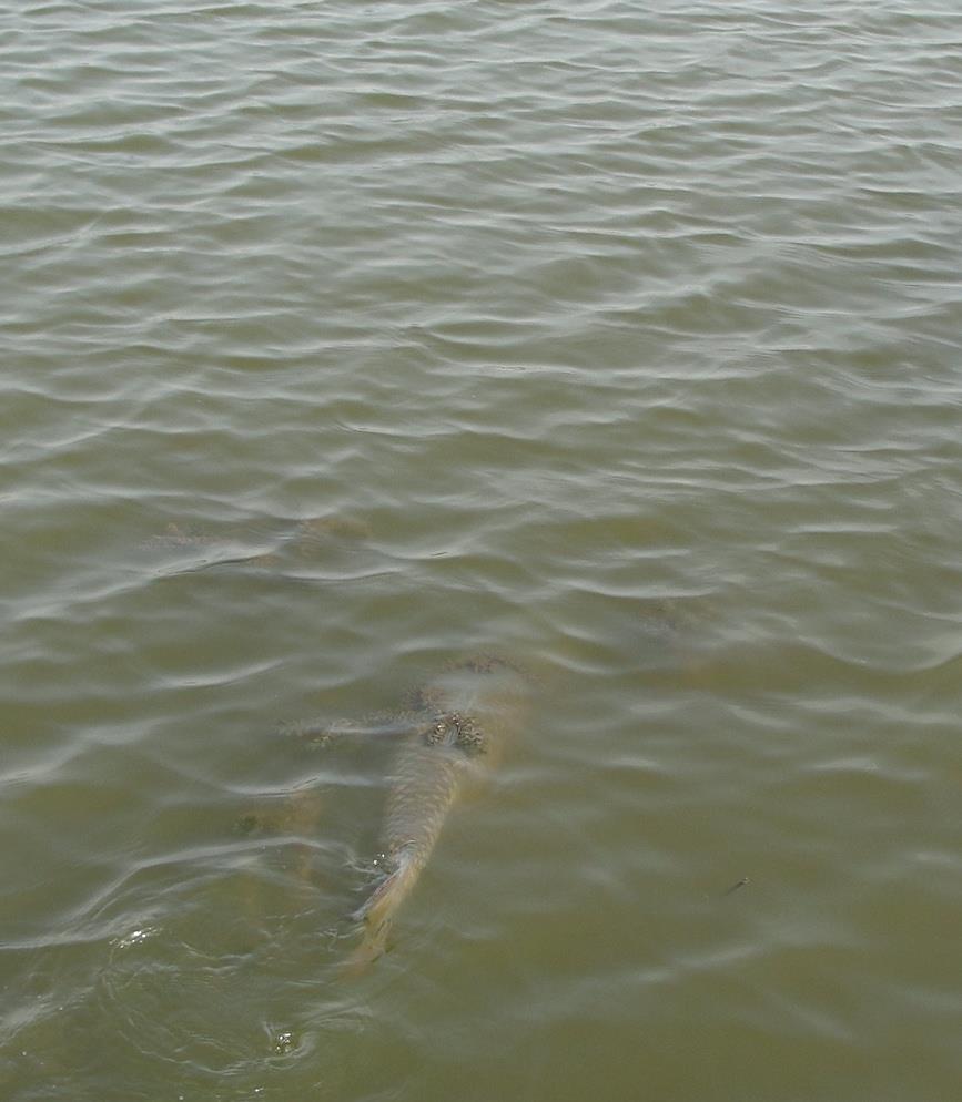 Balta LAZAR Alexandria  15 - 16 aug. - dsc01478.JPG